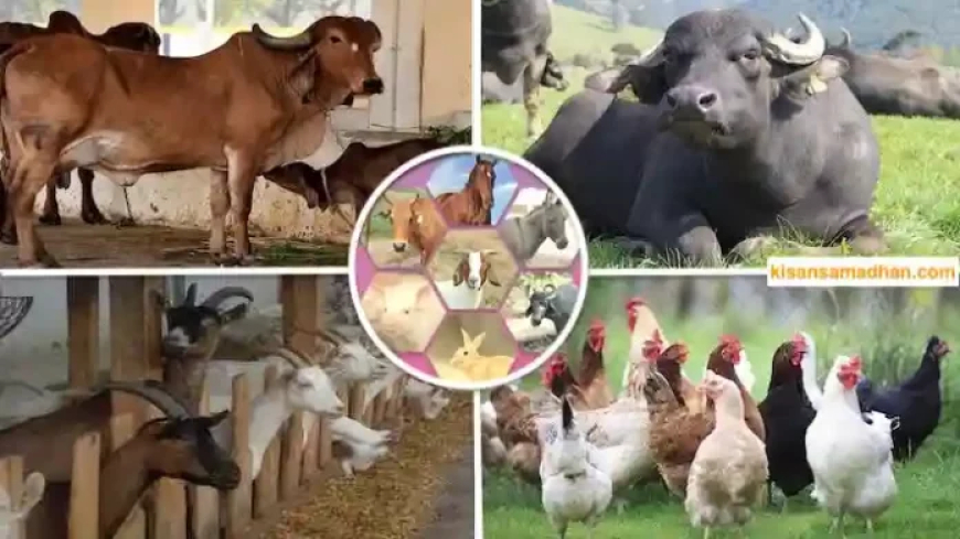 3 दिवसीय व्यवसायिक भेड़ एवं बकरी पालन प्रशिक्षण हेतु आवेदन आमंत्रित